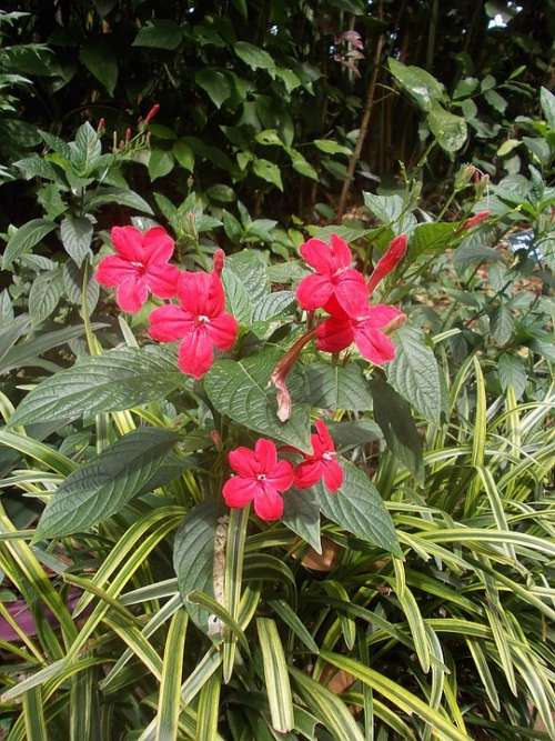 Sri Lanka Sri Lanka Peradeniya Garden Flowers