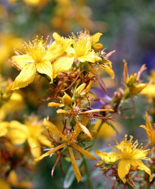 St John'S Wort Blossom Bloom Yellow Wild Flower