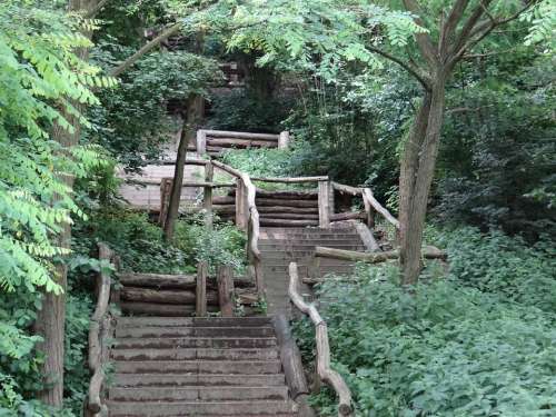 Stairs Forest Nature Landscape Rest Trees Idyll