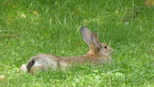 Stall Hase Rabbit Brown Lying Animal Hare Nager
