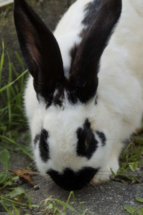 Stall Hase Hare Black And White Nager Ears