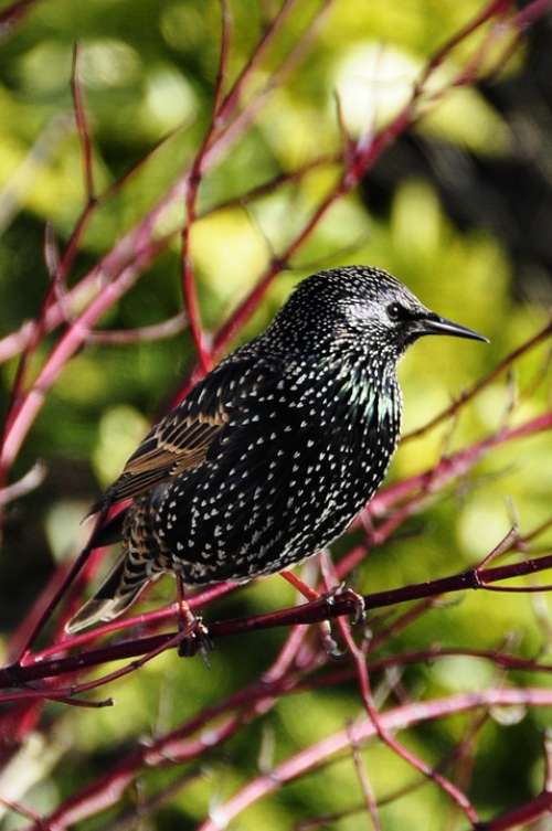 Star Bird Winter Dress Plumage