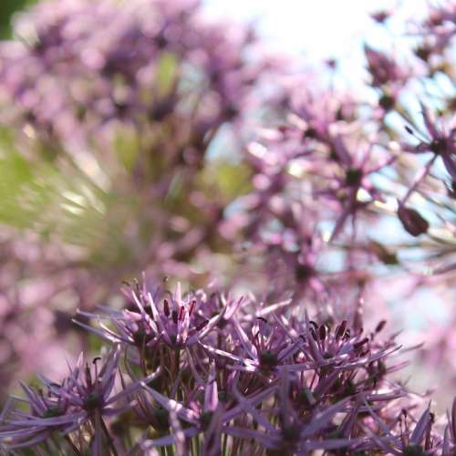 Star Ball Leek Flowers Purple Plant Summer