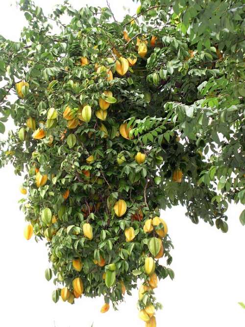 Star Fruit Tree Yellow Fruit Organic Nature Fresh