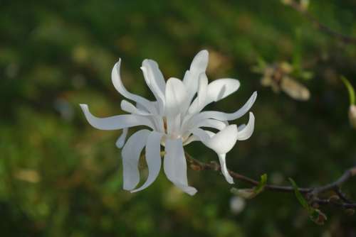 Star Magnolie Magnolia Blossom Bloom White