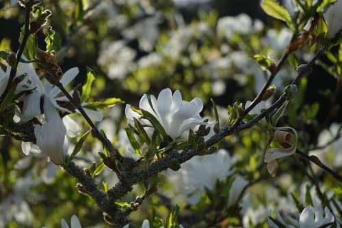 Star Magnolie Magnolia Blossom Bloom White