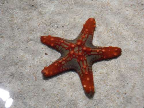Starfish Red Water Sand Aquarium Creature