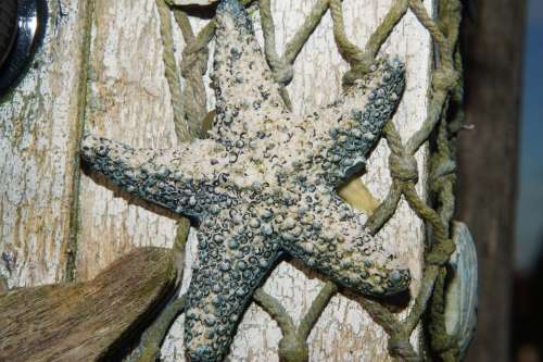 Starfish Fishing Net Dried Decoration Deco