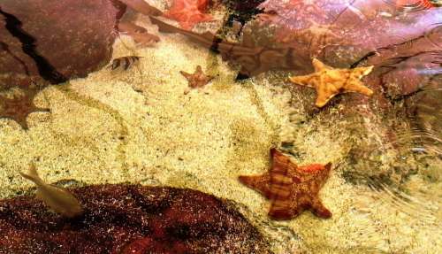 Starfish Ocean Sea Underwater Beautiful Sea Animal