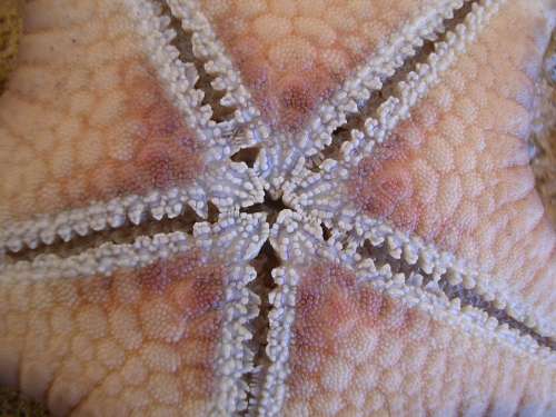 Starfish Close Macro Close-Up Sea-Life Sea Animal