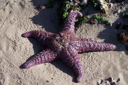 Starfish Ocean Sea Beach Summer Nature