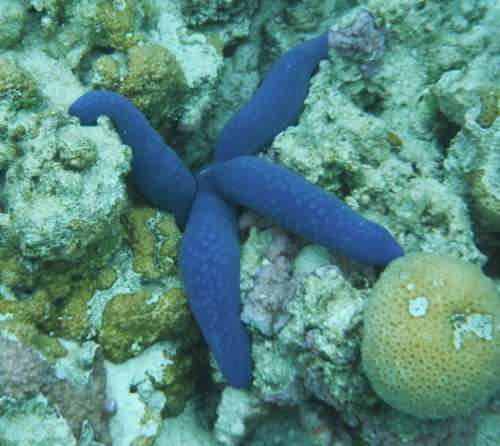 Starfish Blue Tropical Cook Island Raratonga