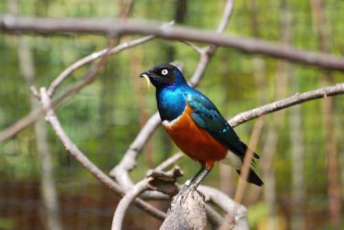 Starling Bird Blue Orange Feathered Zoology