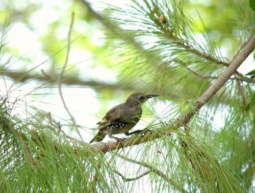 Starling Blackbird Black Bird Bird Pine Tree Pine