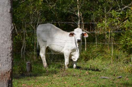 Steer Cattle Cow Rural Steers Meat Beef White