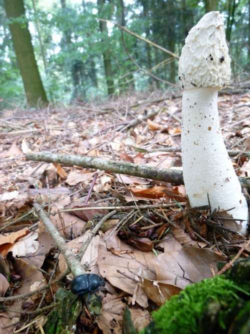 Stinkmorchel Morel Mushroom Phallus Impudicus