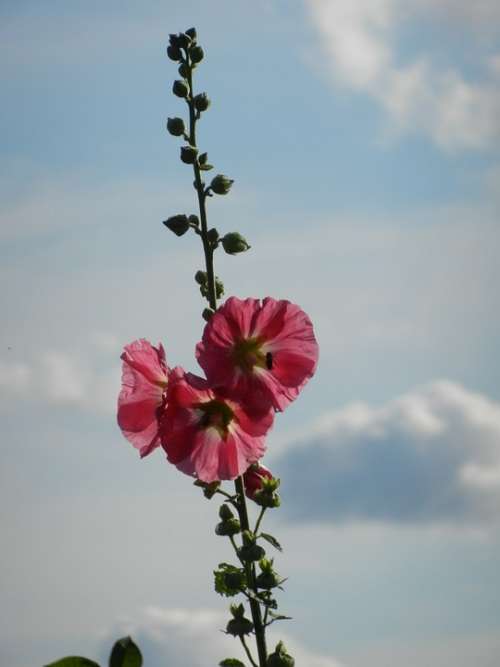 Stock Rose Sky Clouds Flower Garden Pink