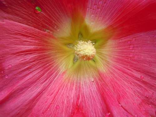 Stock Rose Blossom Bloom Pink Close Up