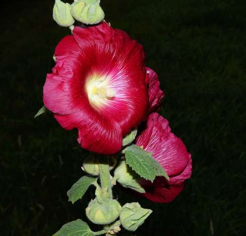 Stock Rose Blossom Bloom Stock Rose Garden