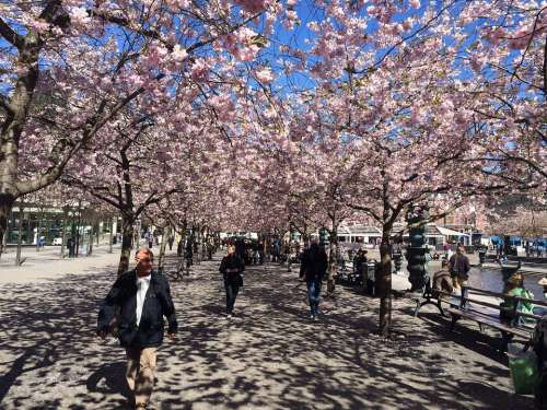 Stockholm Spring Bloom Cherry Blossoms