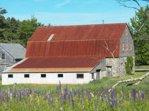 Stone Barn Barns Farm Farmhouse Farm Yard Lupines