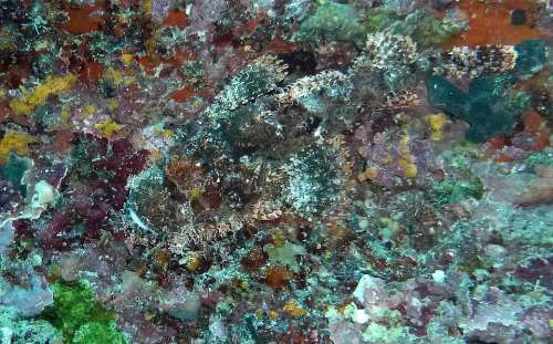 Stone Fish Camouflage Hide Diving Sea Waiting Off