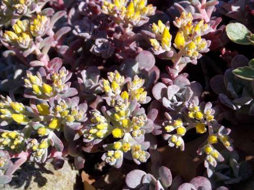 Stone Garden Plant Spring Close Up Nature