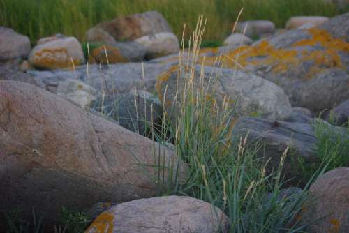 Stones Nature Wild Landscape Outdoor Plant Round
