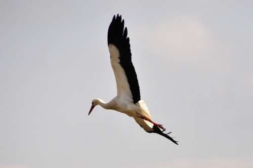 Stork Bird Storks Birds Animals Flying