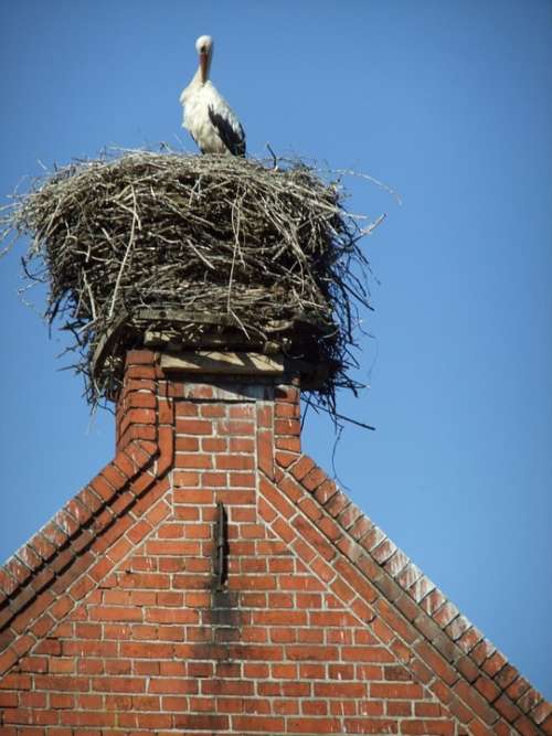 Stork Nest Bird Birds