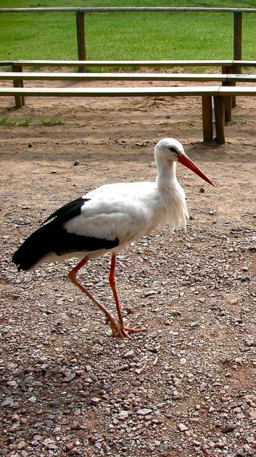 Stork Bird Animal