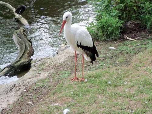 Stork Animals Nature