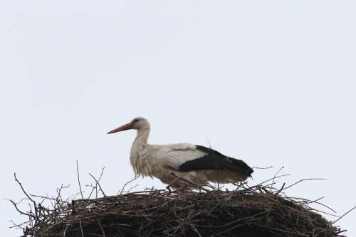 Stork Storchennest Nest Bird Animal Animals