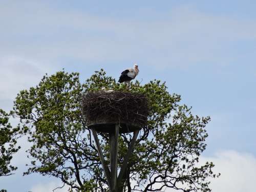 Stork Nature Landscape Warmond Romantic Vote Nest