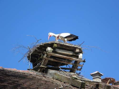 Stork Rattle Stork Rattle Storks Pair Two Breed