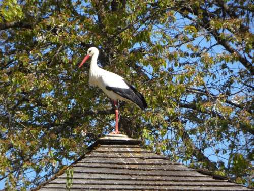 Stork Rattle Stork Roof Housetop House Spring