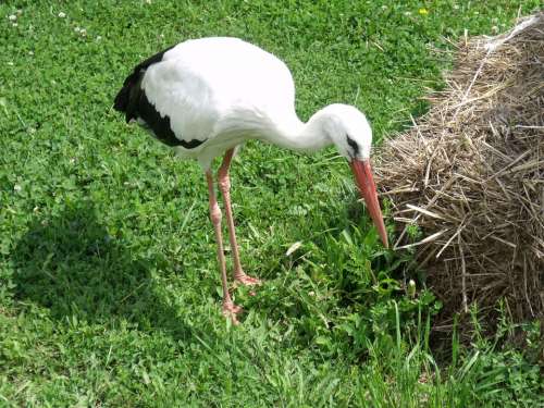 Stork Animal Poroszlo