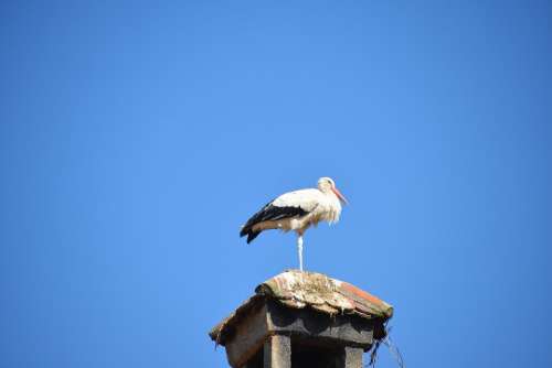 Stork Bird Animal Rattle Stork White Stork Roof