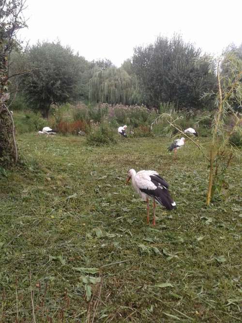 Stork Birds Group Nature