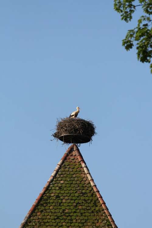 Stork Nest Storchennest Storks Breed Rattle Stork