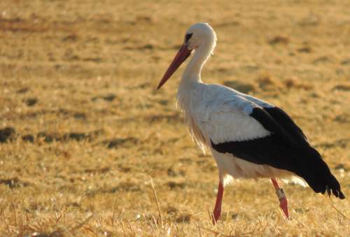 Stork Bird Harvest Field Evening Straw Summer