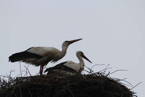 Storks Birds Flying Bird Couple Nest Bird Nature