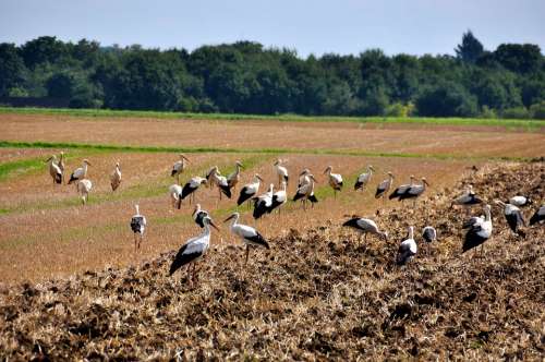 Storks Meeting Field Migratory Birds