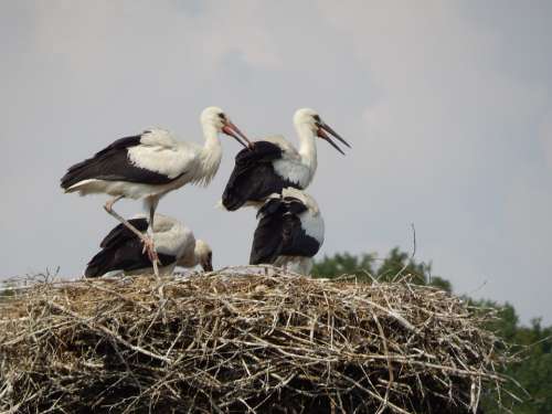 Storks Birds Young Socket