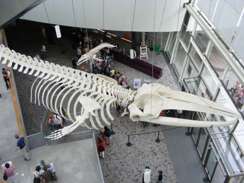 Stralsund Ozeaneum Whale Skeleton Entrance Hall