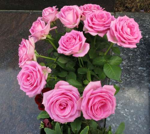 Strauss Roses Farewell