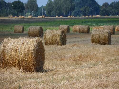 Straw Bale Field