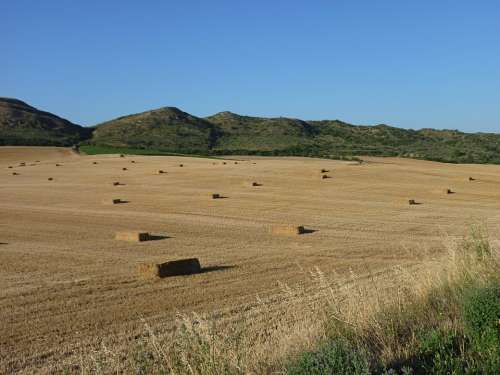 Straw Agriculture Landscape Field Cereals