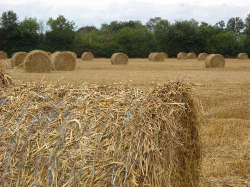 Straw Harvest Agriculture
