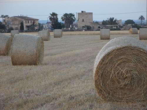 Straw Bales Hay Bales Field Abendstimmung Mowed